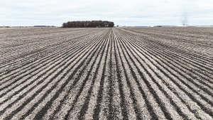 EDWARD TAYLOR AUCTION